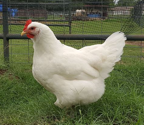 white jersey giant chicks